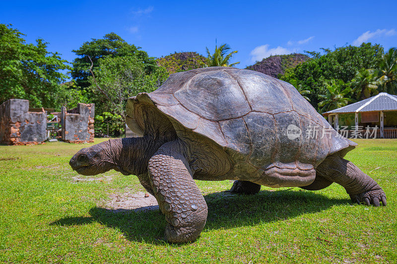 野生动物亚达伯拉巨龟(Aldabrachelys gigantea)在海龟岛好奇，塞舌尔岛